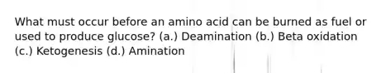 What must occur before an amino acid can be burned as fuel or used to produce glucose? (a.) Deamination (b.) Beta oxidation (c.) Ketogenesis (d.) Amination