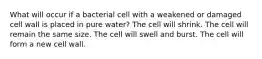 What will occur if a bacterial cell with a weakened or damaged cell wall is placed in pure water? The cell will shrink. The cell will remain the same size. The cell will swell and burst. The cell will form a new cell wall.