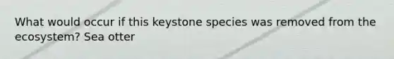 What would occur if this keystone species was removed from the ecosystem? Sea otter