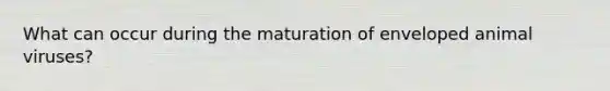 What can occur during the maturation of enveloped animal viruses?