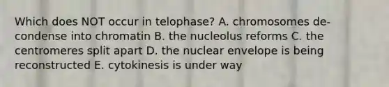 Which does NOT occur in telophase? A. chromosomes de-condense into chromatin B. the nucleolus reforms C. the centromeres split apart D. the nuclear envelope is being reconstructed E. cytokinesis is under way