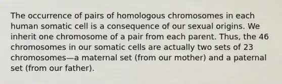 The occurrence of pairs of homologous chromosomes in each human somatic cell is a consequence of our sexual origins. We inherit one chromosome of a pair from each parent. Thus, the 46 chromosomes in our somatic cells are actually two sets of 23 chromosomes—a maternal set (from our mother) and a paternal set (from our father).