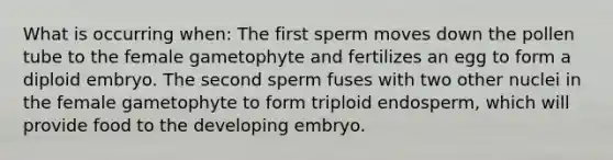 What is occurring when: The first sperm moves down the pollen tube to the female gametophyte and fertilizes an egg to form a diploid embryo. The second sperm fuses with two other nuclei in the female gametophyte to form triploid endosperm, which will provide food to the developing embryo.