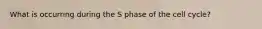 What is occurring during the S phase of the cell cycle?