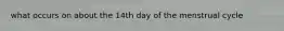 what occurs on about the 14th day of the menstrual cycle