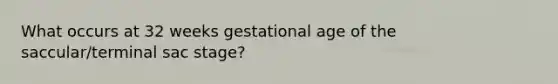 What occurs at 32 weeks gestational age of the saccular/terminal sac stage?