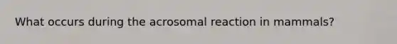 What occurs during the acrosomal reaction in mammals?