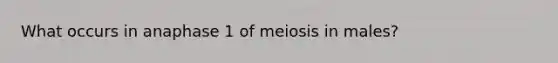 What occurs in anaphase 1 of meiosis in males?