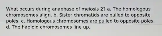 What occurs during anaphase of meiosis 2? a. The homologous chromosomes align. b. Sister chromatids are pulled to opposite poles. c. Homologous chromosomes are pulled to opposite poles. d. The haploid chromosomes line up.