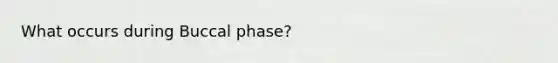 What occurs during Buccal phase?