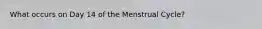 What occurs on Day 14 of the Menstrual Cycle?