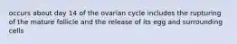 occurs about day 14 of the ovarian cycle includes the rupturing of the mature follicle and the release of its egg and surrounding cells