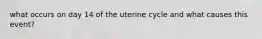 what occurs on day 14 of the uterine cycle and what causes this event?