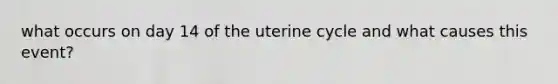 what occurs on day 14 of the uterine cycle and what causes this event?