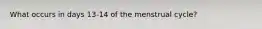What occurs in days 13-14 of the menstrual cycle?
