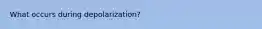 What occurs during depolarization?