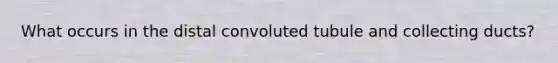 What occurs in the distal convoluted tubule and collecting ducts?