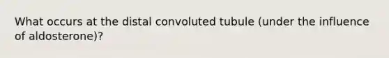 What occurs at the distal convoluted tubule (under the influence of aldosterone)?