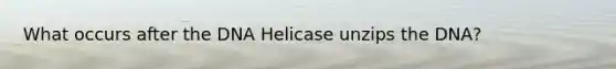 What occurs after the DNA Helicase unzips the DNA?