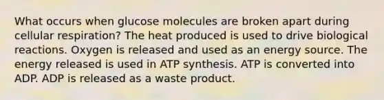 What occurs when glucose molecules are broken apart during cellular respiration? The heat produced is used to drive biological reactions. Oxygen is released and used as an energy source. The energy released is used in ATP synthesis. ATP is converted into ADP. ADP is released as a waste product.