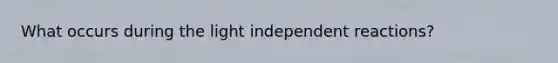 What occurs during the light independent reactions?