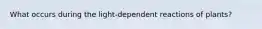 What occurs during the light-dependent reactions of plants?