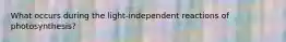 What occurs during the light-independent reactions of photosynthesis?