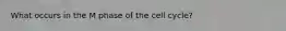 What occurs in the M phase of the cell cycle?