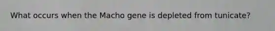 What occurs when the Macho gene is depleted from tunicate?