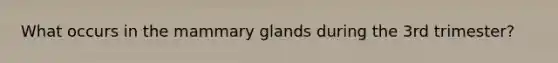 What occurs in the mammary glands during the 3rd trimester?