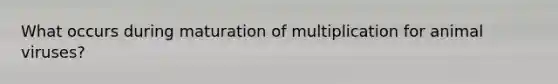 What occurs during maturation of multiplication for animal viruses?