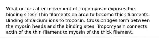 What occurs after movement of tropomyosin exposes the binding sites? Thin filaments enlarge to become thick filaments. Binding of calcium ions to troponin. Cross bridges form between the myosin heads and the binding sites. Tropomyosin connects actin of the thin filament to myosin of the thick filament.