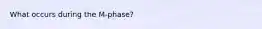 What occurs during the M-phase?