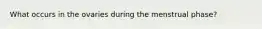 What occurs in the ovaries during the menstrual phase?