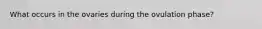 What occurs in the ovaries during the ovulation phase?