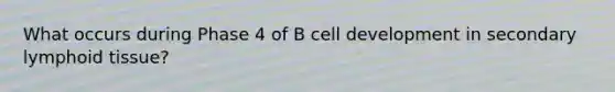 What occurs during Phase 4 of B cell development in secondary lymphoid tissue?