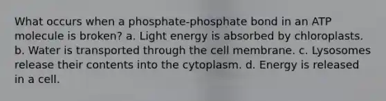 What occurs when a phosphate-phosphate bond in an ATP molecule is broken? a. Light energy is absorbed by chloroplasts. b. Water is transported through the cell membrane. c. Lysosomes release their contents into the cytoplasm. d. Energy is released in a cell.