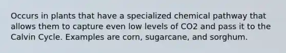 Occurs in plants that have a specialized chemical pathway that allows them to capture even low levels of CO2 and pass it to the Calvin Cycle. Examples are corn, sugarcane, and sorghum.