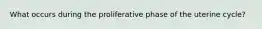 What occurs during the proliferative phase of the uterine cycle?