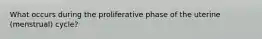 What occurs during the proliferative phase of the uterine (menstrual) cycle?