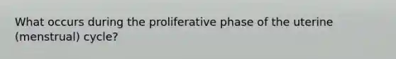 What occurs during the proliferative phase of the uterine (menstrual) cycle?