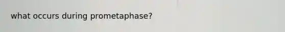 what occurs during prometaphase?