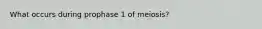What occurs during prophase 1 of meiosis?