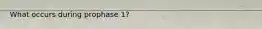What occurs during prophase 1?