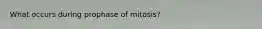 What occurs during prophase of mitosis?