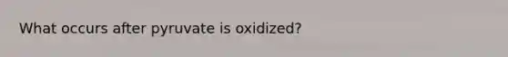 What occurs after pyruvate is oxidized?