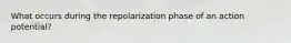 What occurs during the repolarization phase of an action potential?