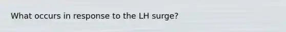 What occurs in response to the LH surge?