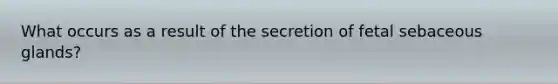 What occurs as a result of the secretion of fetal sebaceous glands?