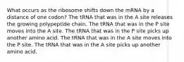 What occurs as the ribosome shifts down the mRNA by a distance of one codon? The tRNA that was in the A site releases the growing polypeptide chain. The tRNA that was in the P site moves into the A site. The tRNA that was in the P site picks up another amino acid. The tRNA that was in the A site moves into the P site. The tRNA that was in the A site picks up another amino acid.